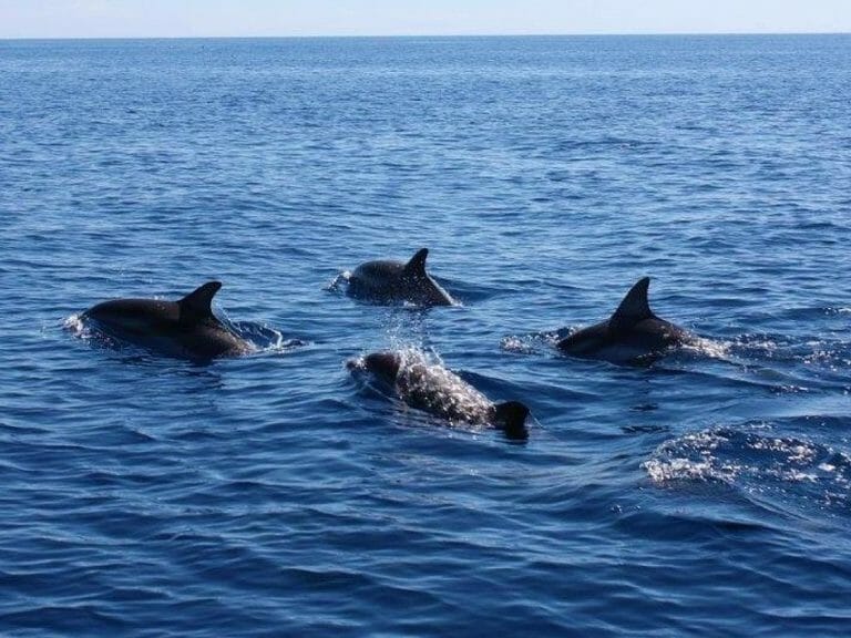 Dolphins in Algarve